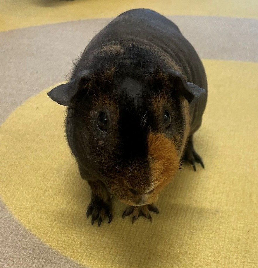 North Family Hub - Holiday Activities - image 3