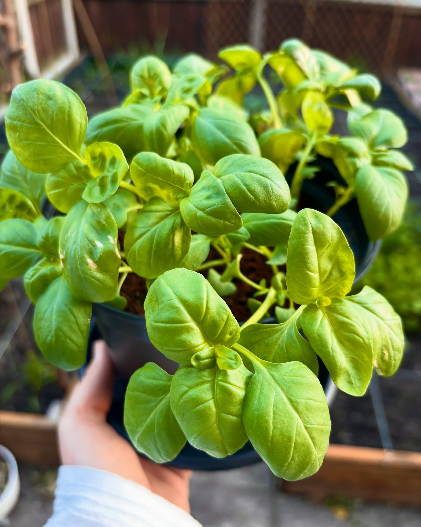 VEG + HERB GROWING KIT - image 11
