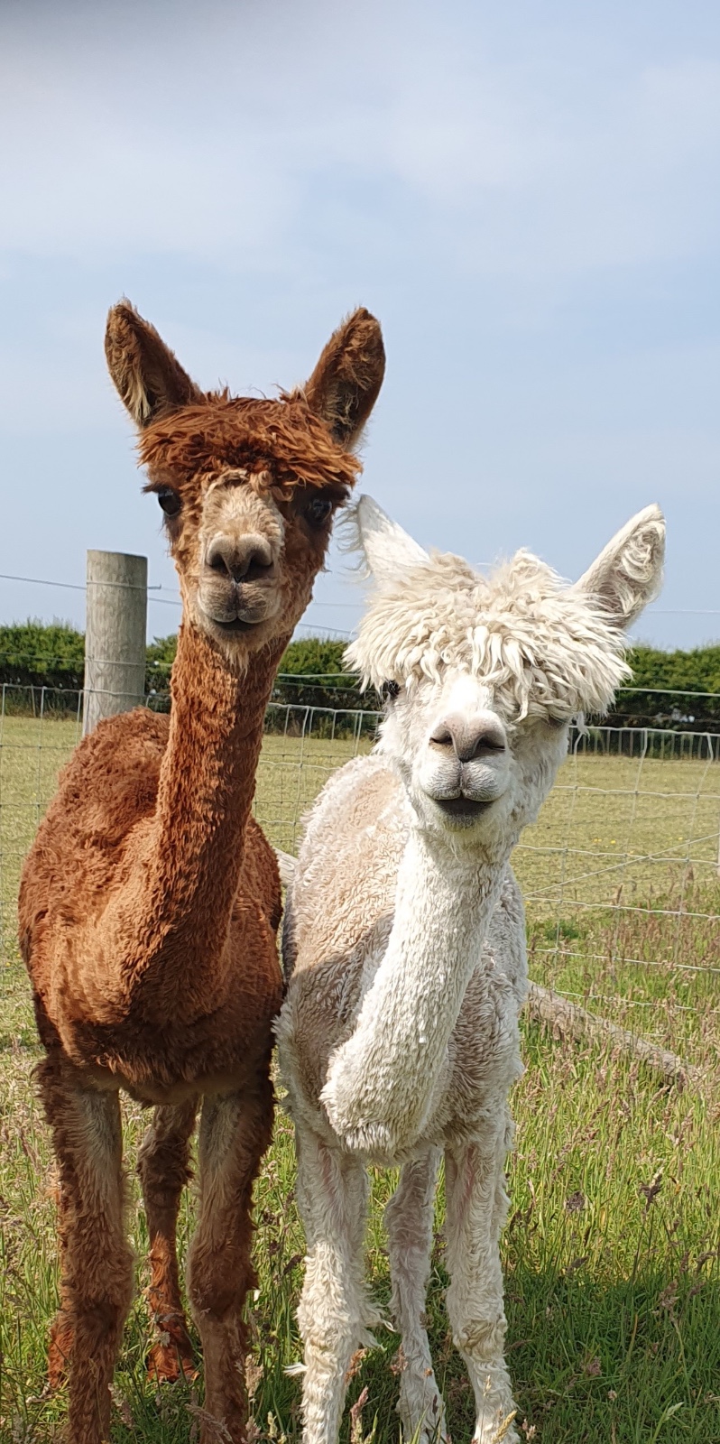 SEND Animal Experiences @ Aldbrough block mentored by abilite