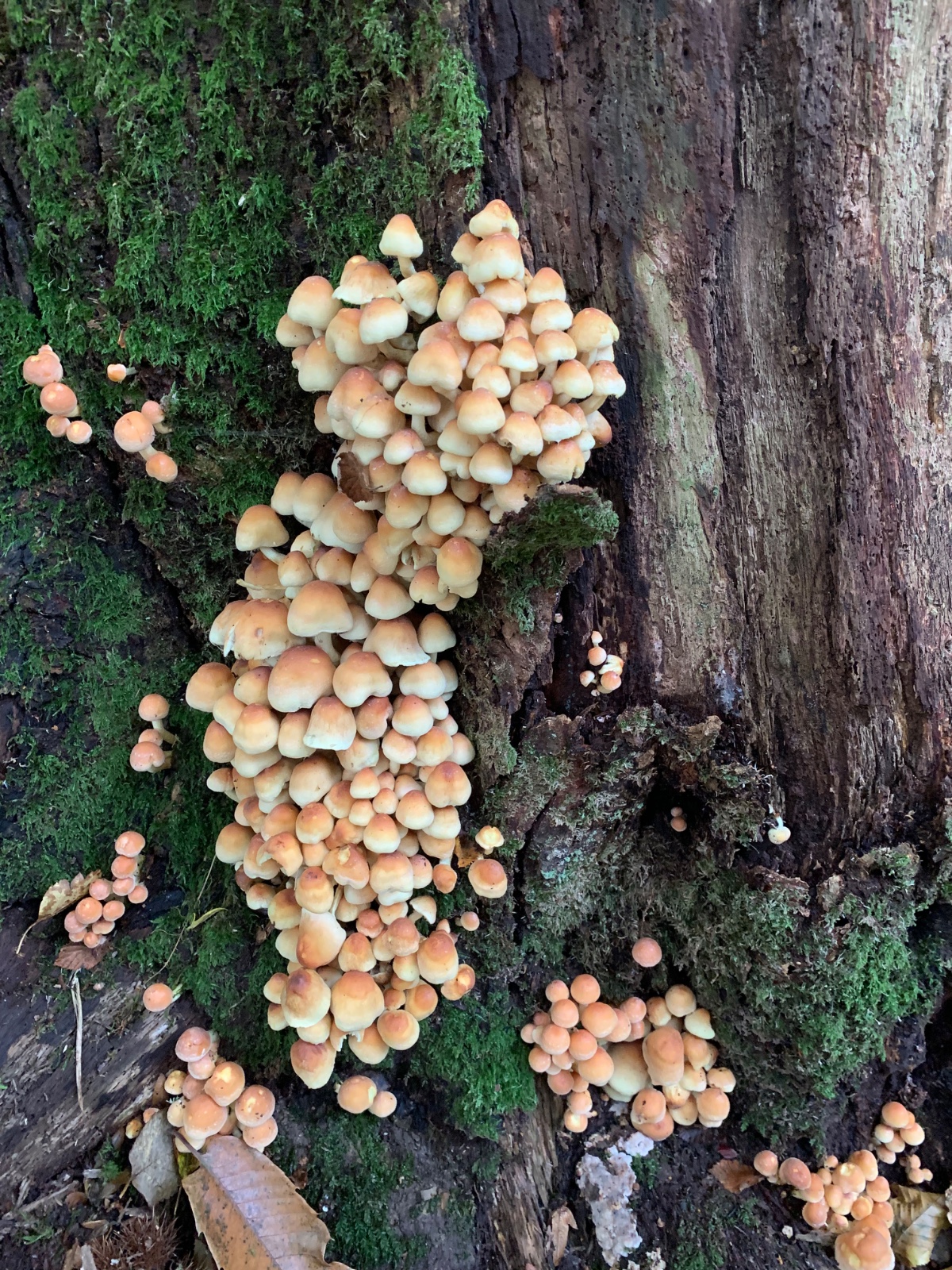 Fungi, Fire and Family Fun! - image 20
