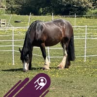 Fun4Families Winter Pony Camp - image 3