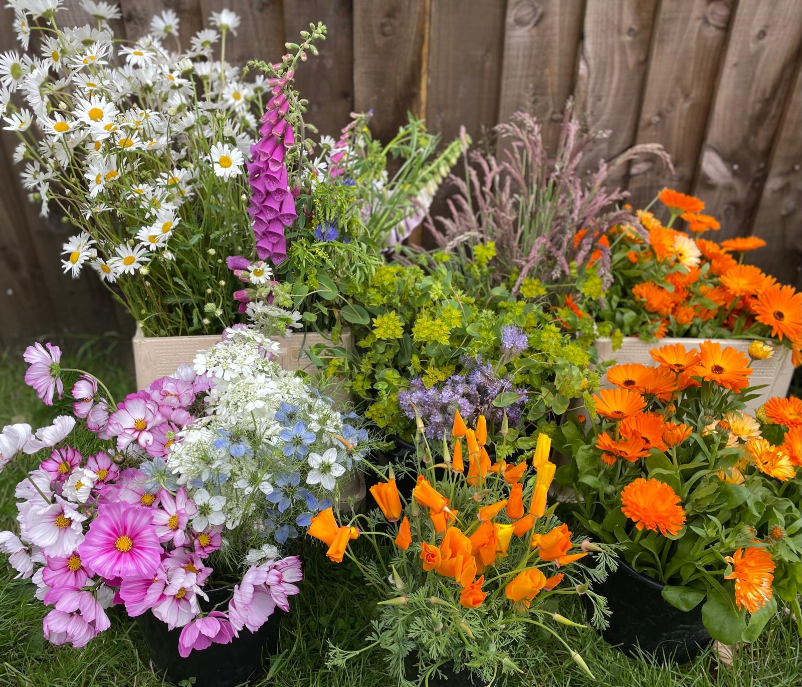 Worthy Earth Gardening Camp - image 3