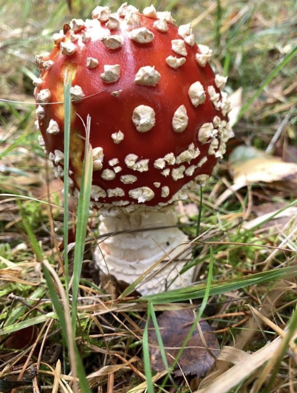 Fungi, Fire and Family Fun! block mentored by Lymley Wood
