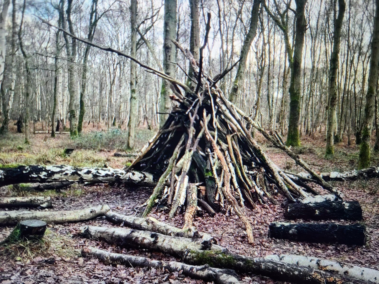 Nexus Trailblazer: A walk in Epping Forest - image 5