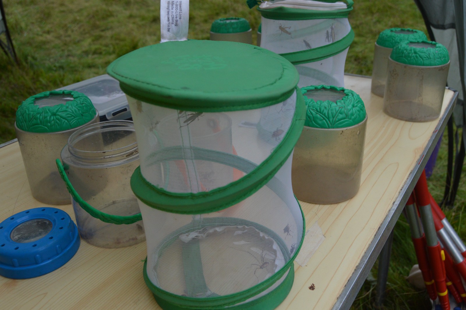 Staffs Wildlife-Butterflies & Bugs in Biddulph - image 7