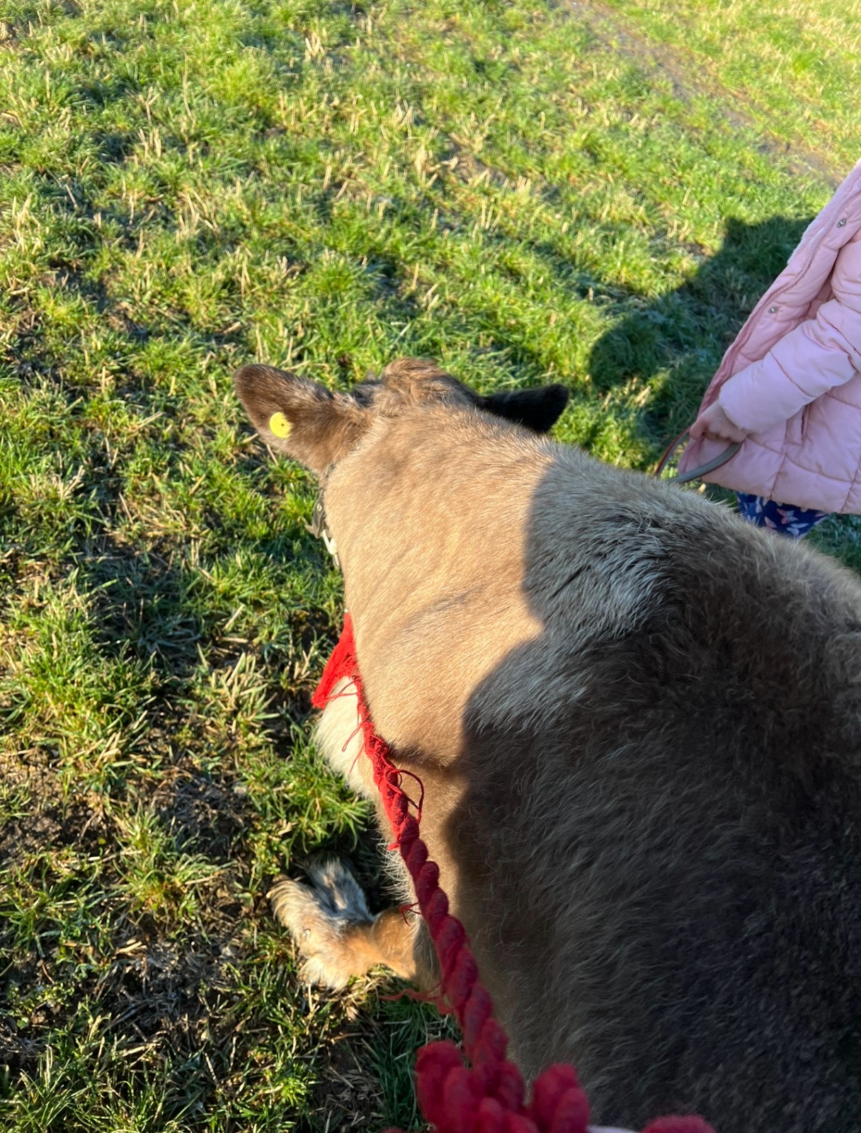 Animal Experiences@Little Haven Farm Hedon - image 4