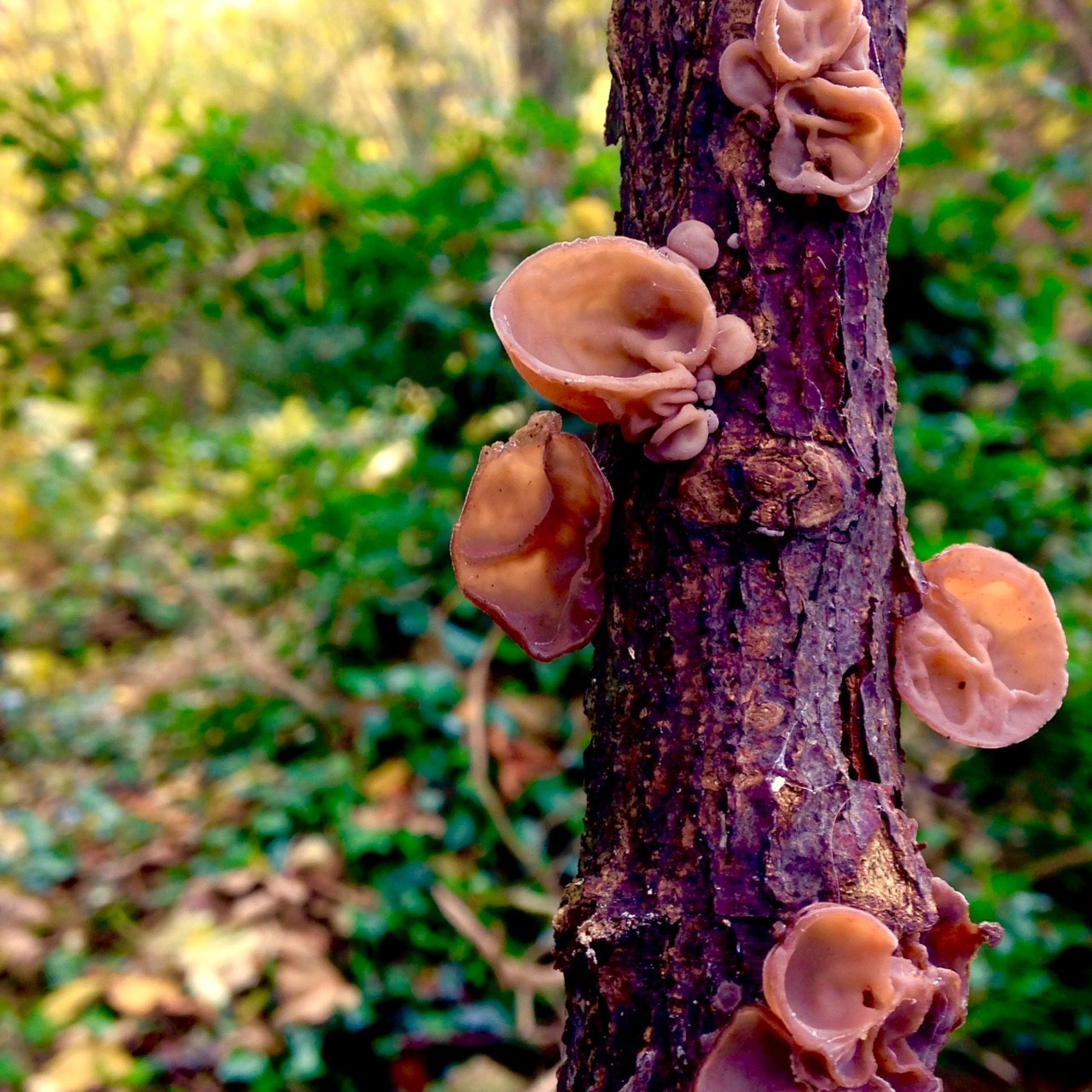 Fungi halloween workshop 11-18 years old block mentored by The Neurodiversity Family Hub C.I.C.