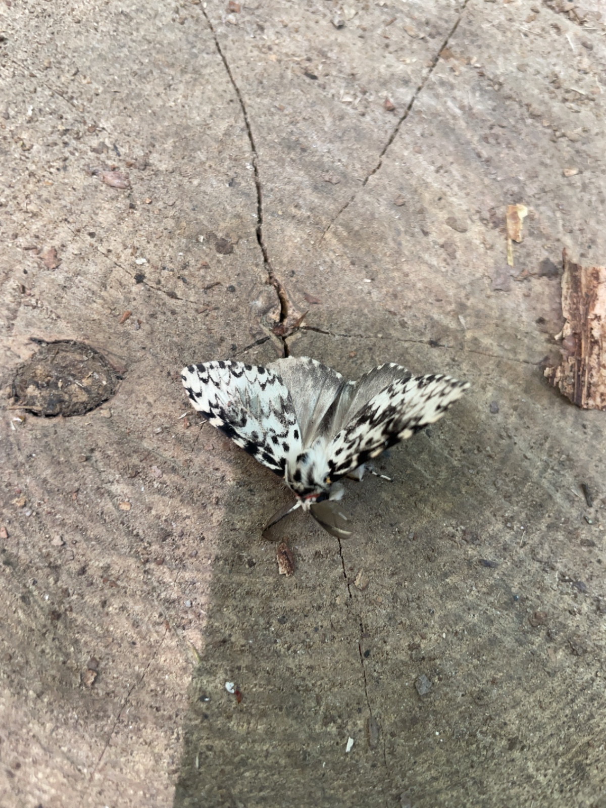 Wednesday Volunteers - image 6