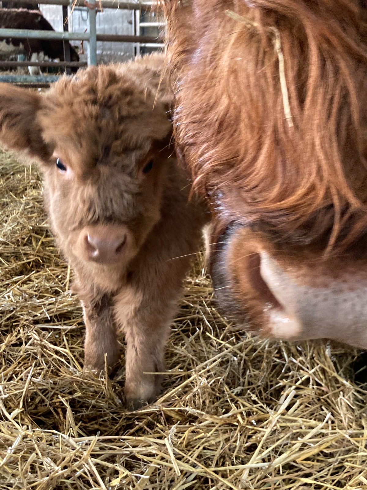 Simpli Life - Easter on the Farm - image 5