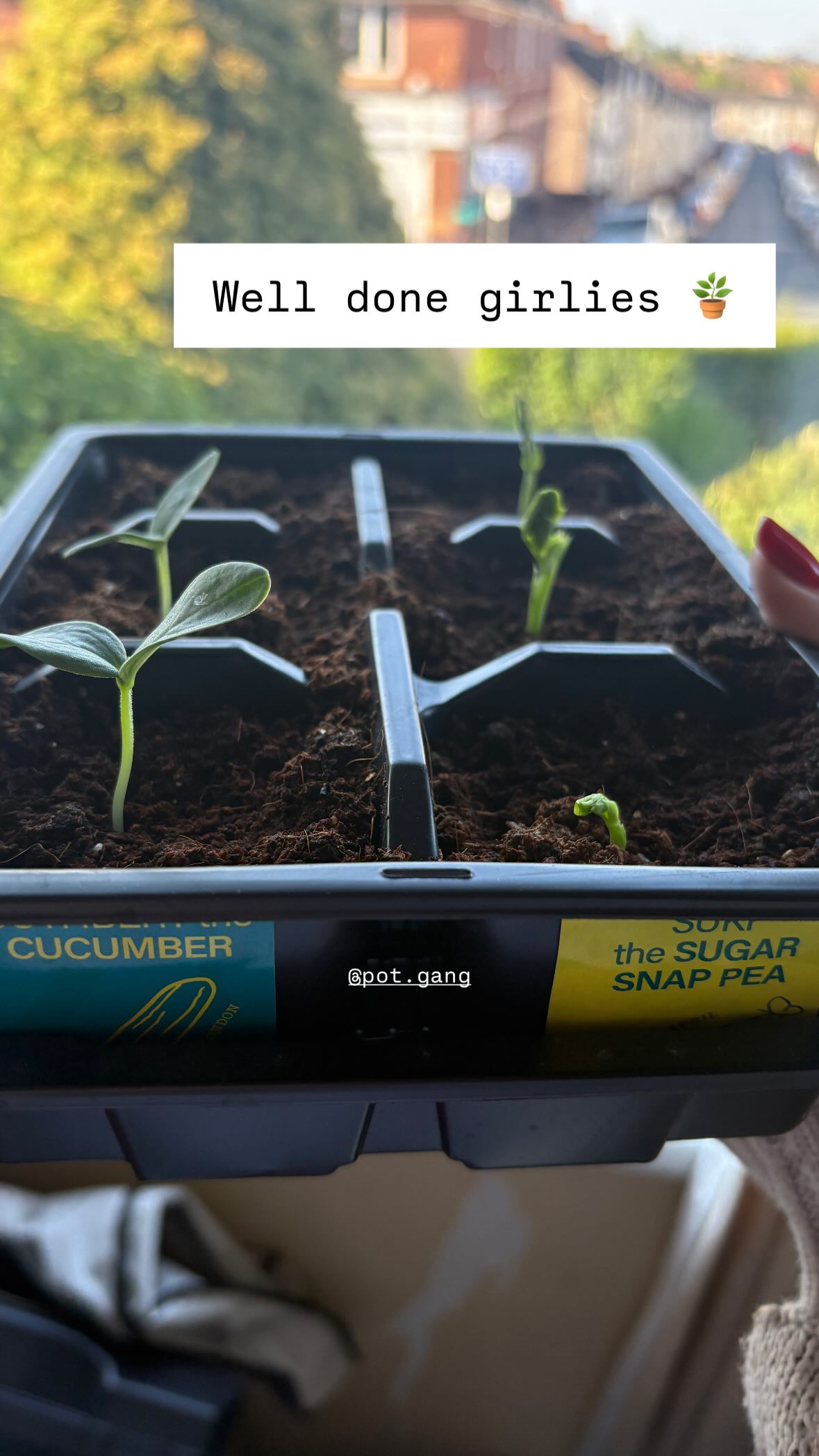 VEG + HERB GROWING KIT - image 15