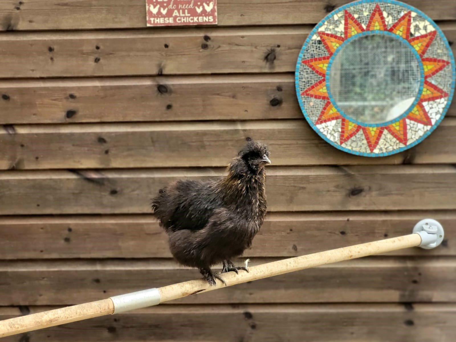 Animal Assisted Interactions in Nature - image 6