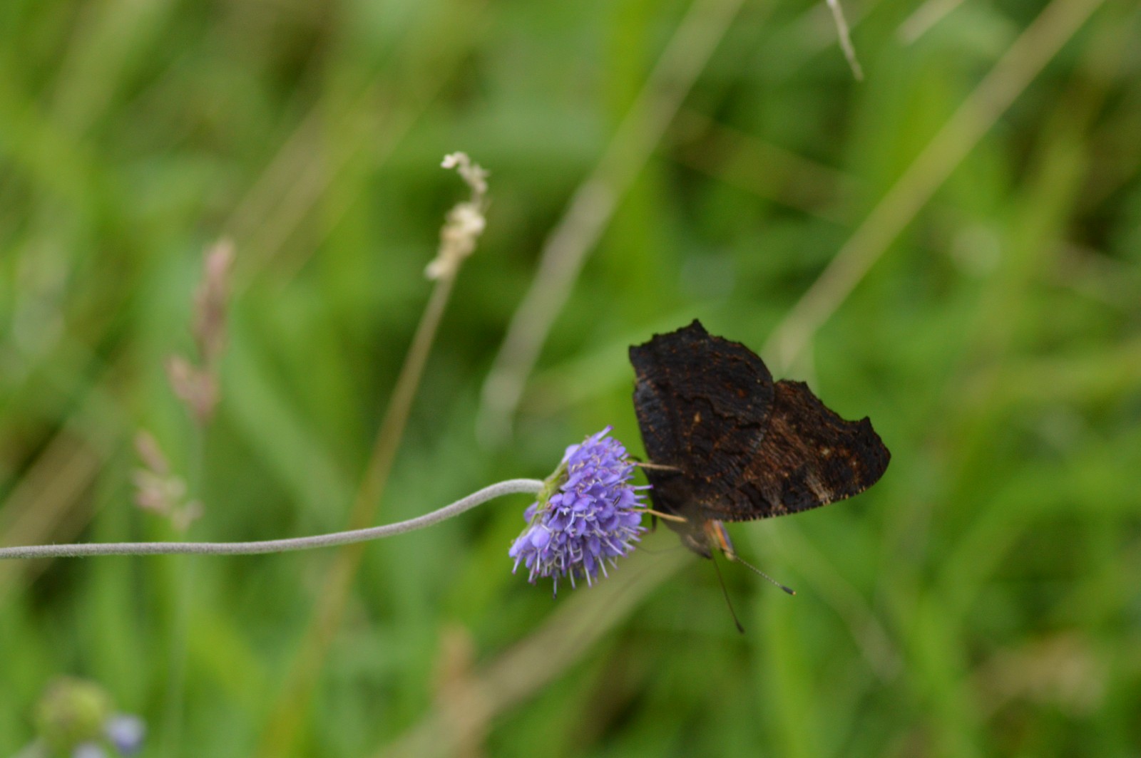 Midsummer fun Wildfamilies at Hem Heath Woods - image 3