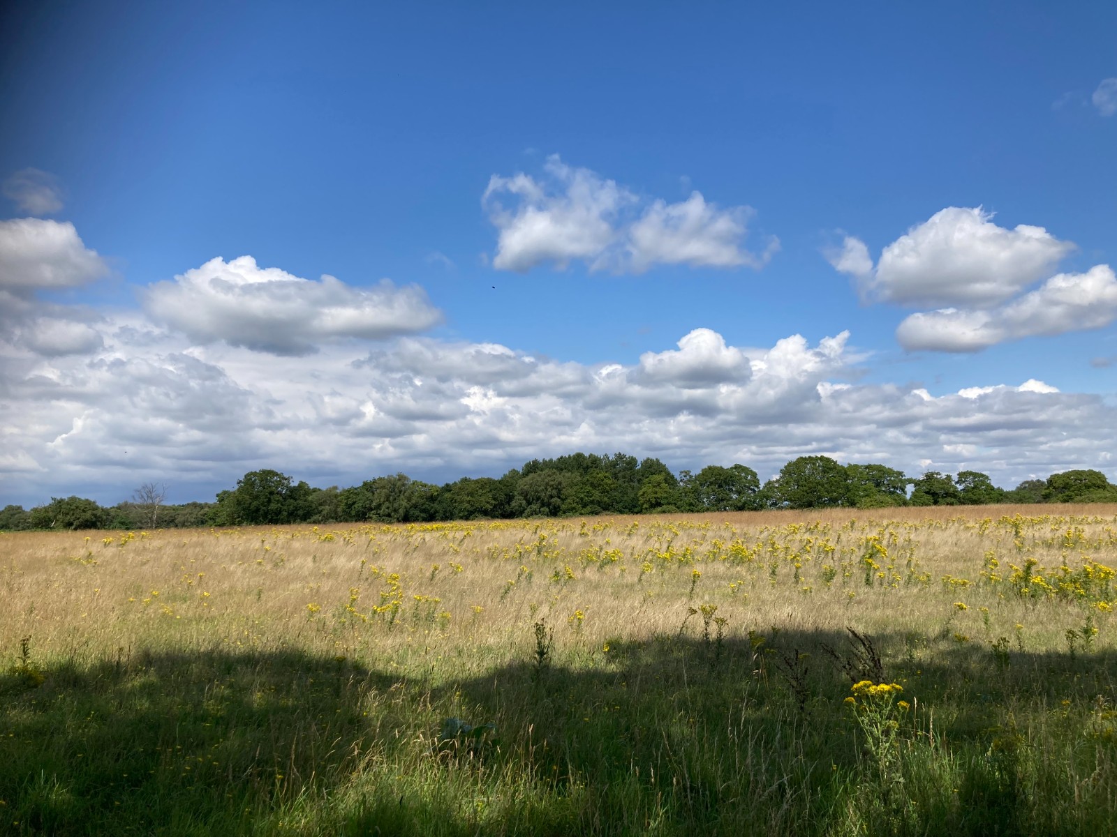 Mindful Nordic Walking and Forest Bathing - image 10