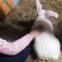 Saturday Animal Club (EHCP+) ✨ - image 3