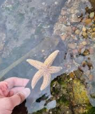 Redcar Beach Rock Pooling - image 2