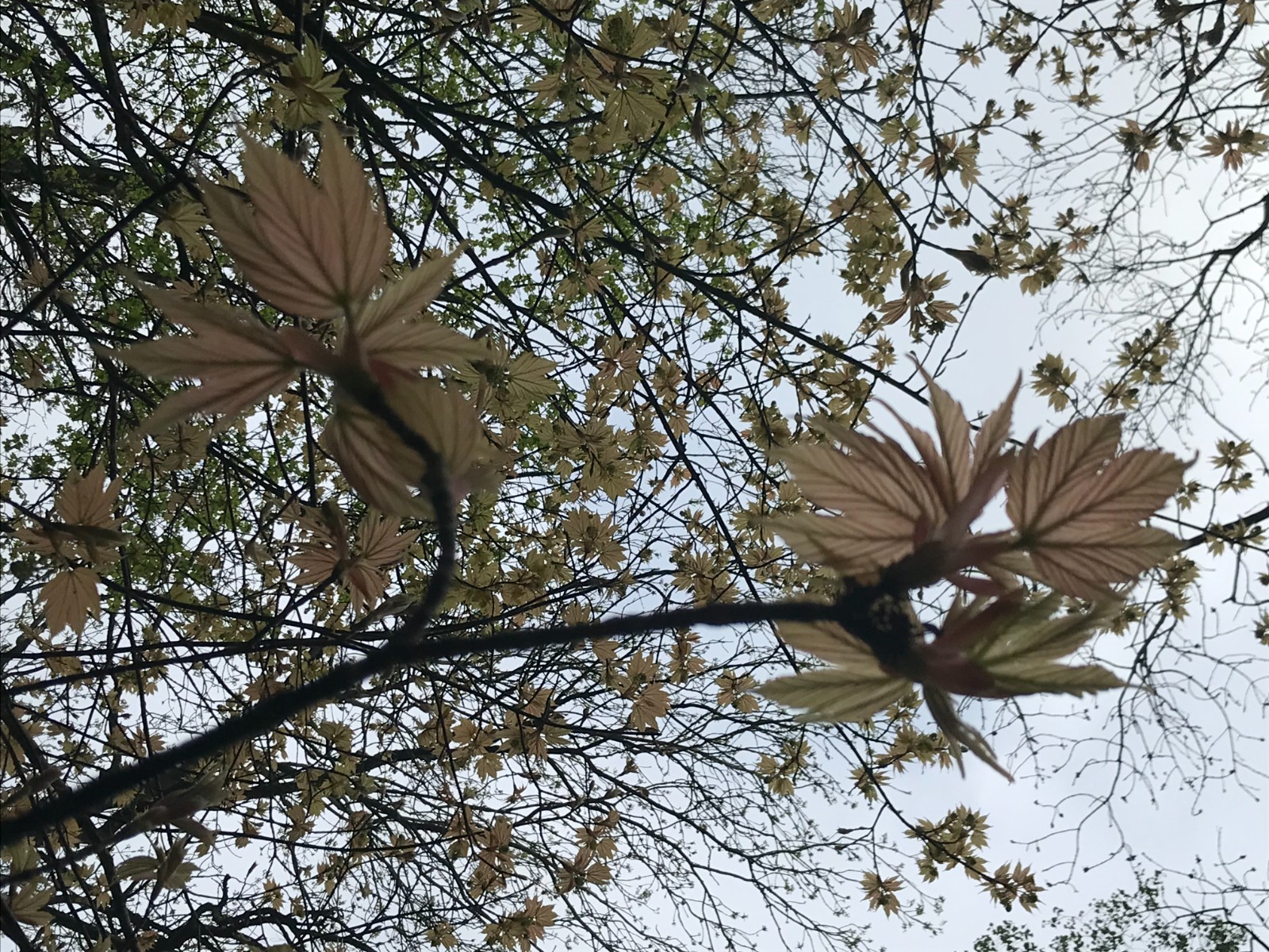 April 25th 2026 - A full 'Awakening of Nature' - image 4