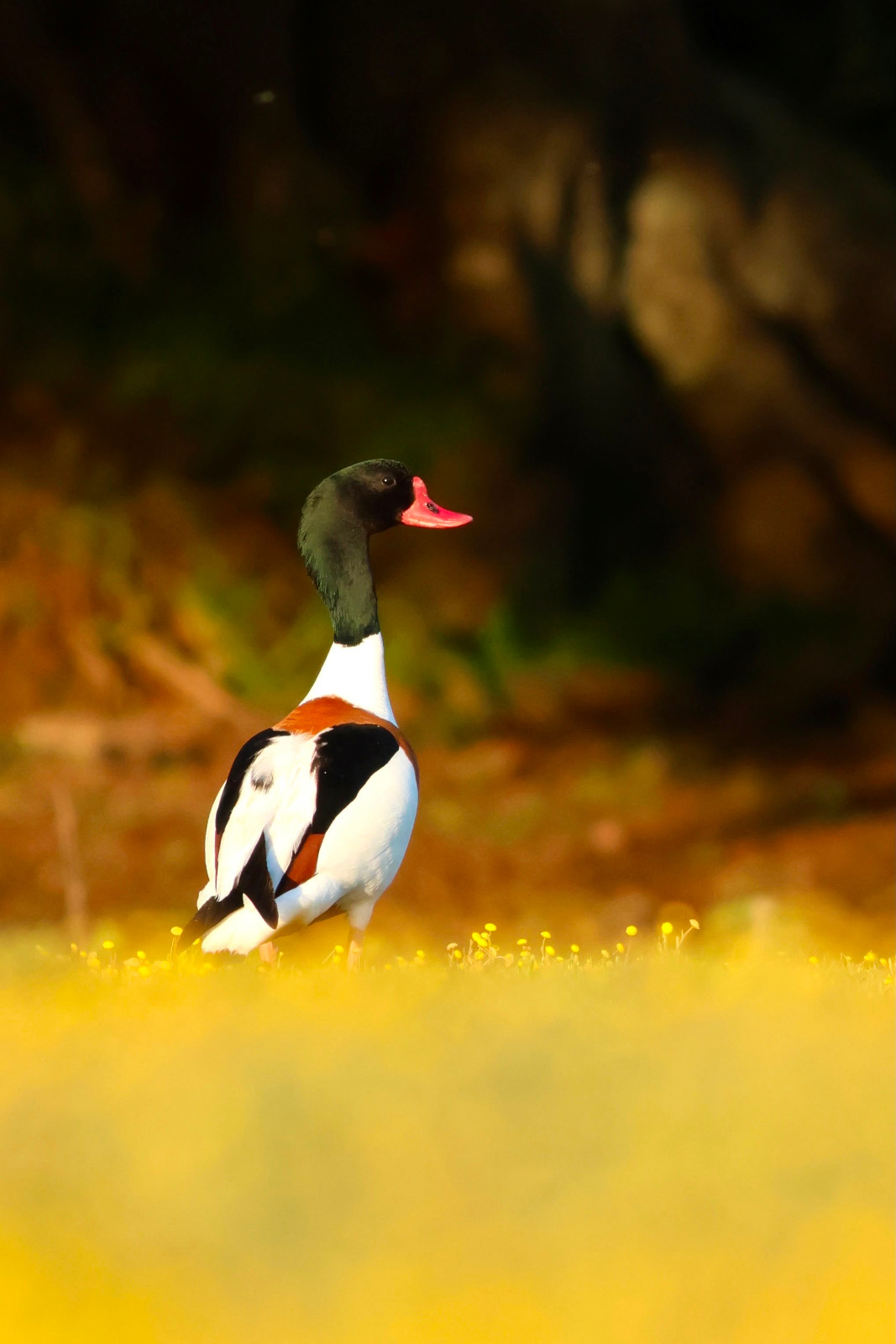 Nature Adventures on the Dart Estuary - image 3