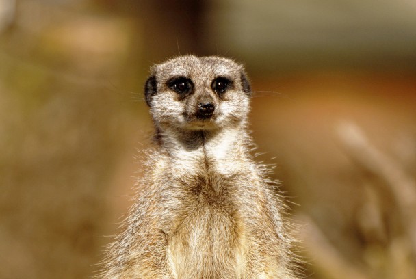 EHCP Twycross Zoo - image 4