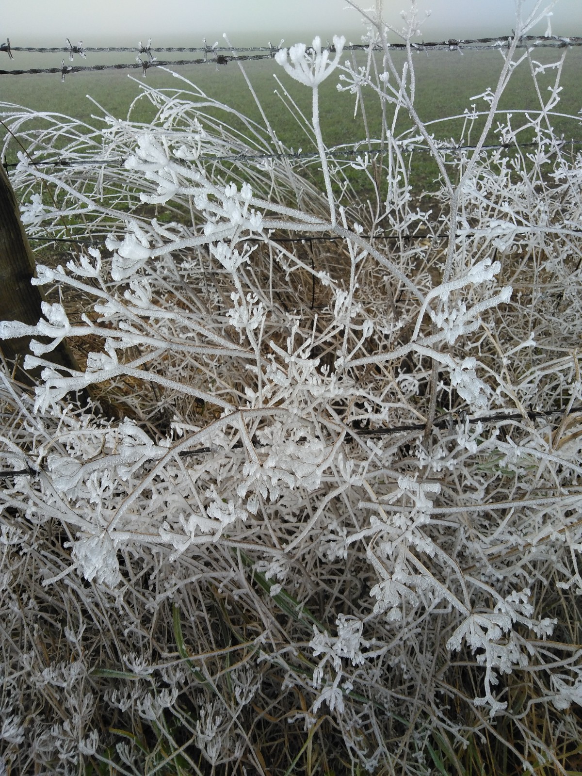 Wonderful Winter Willow Workout! - image 3