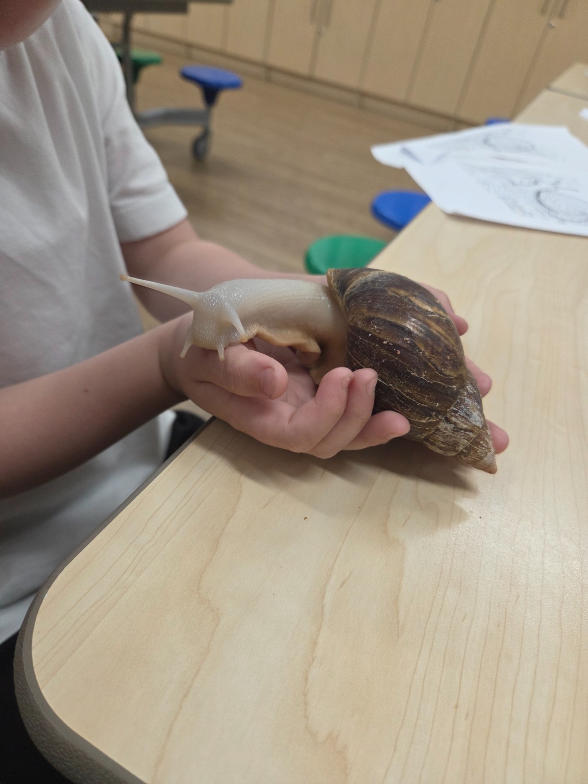 Animal Club - Block 2 - image 2
