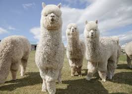 SEND Animal Experiences @ Aldbrough - image 5
