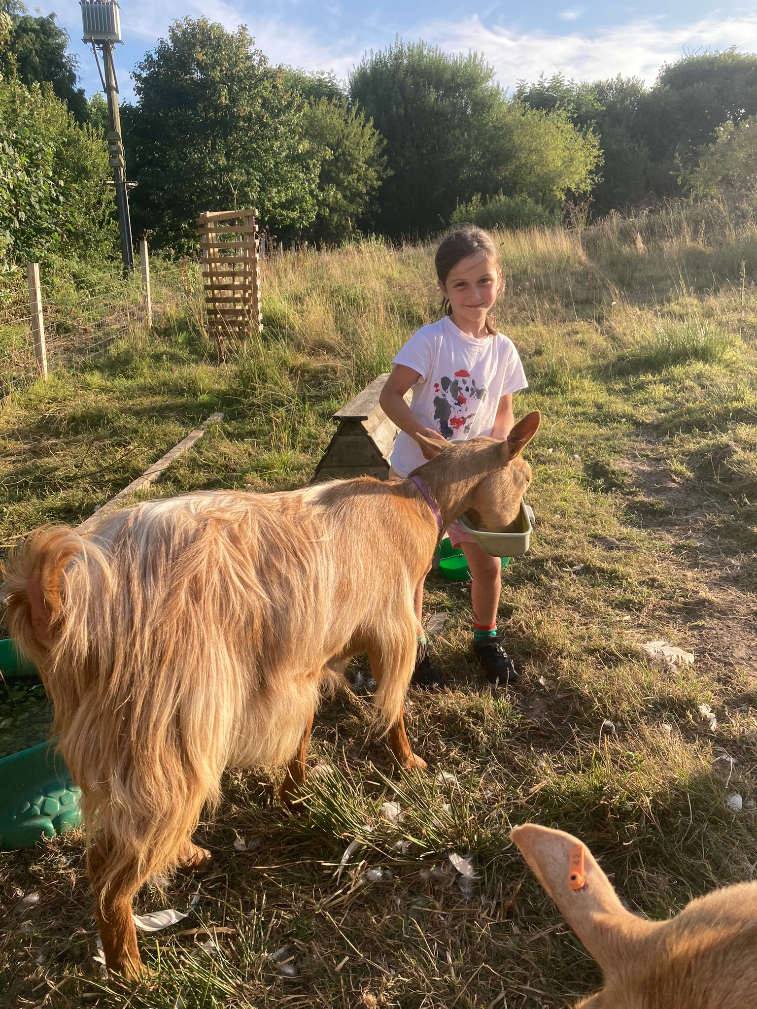 'Go Wild' Children's Session @ Moorhills Farm - image 4