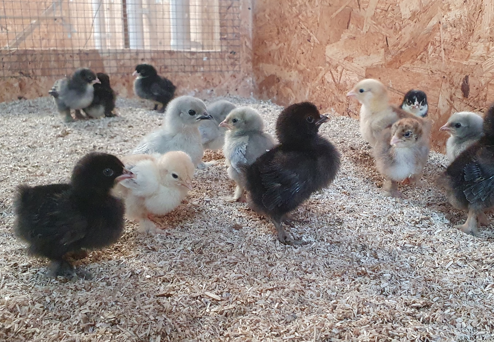 SEND Animal Experiences @ Aldbrough - image 4