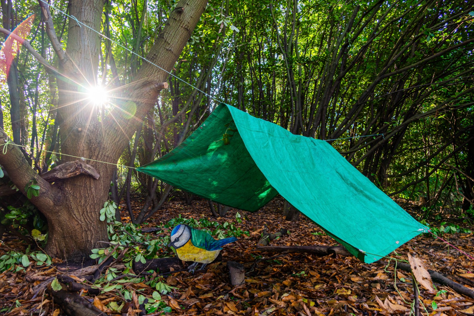 Staffs Wildlife Woodland Adventures - image 2