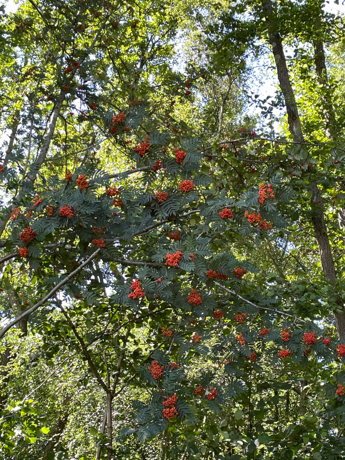 Wednesday Volunteers - image 7