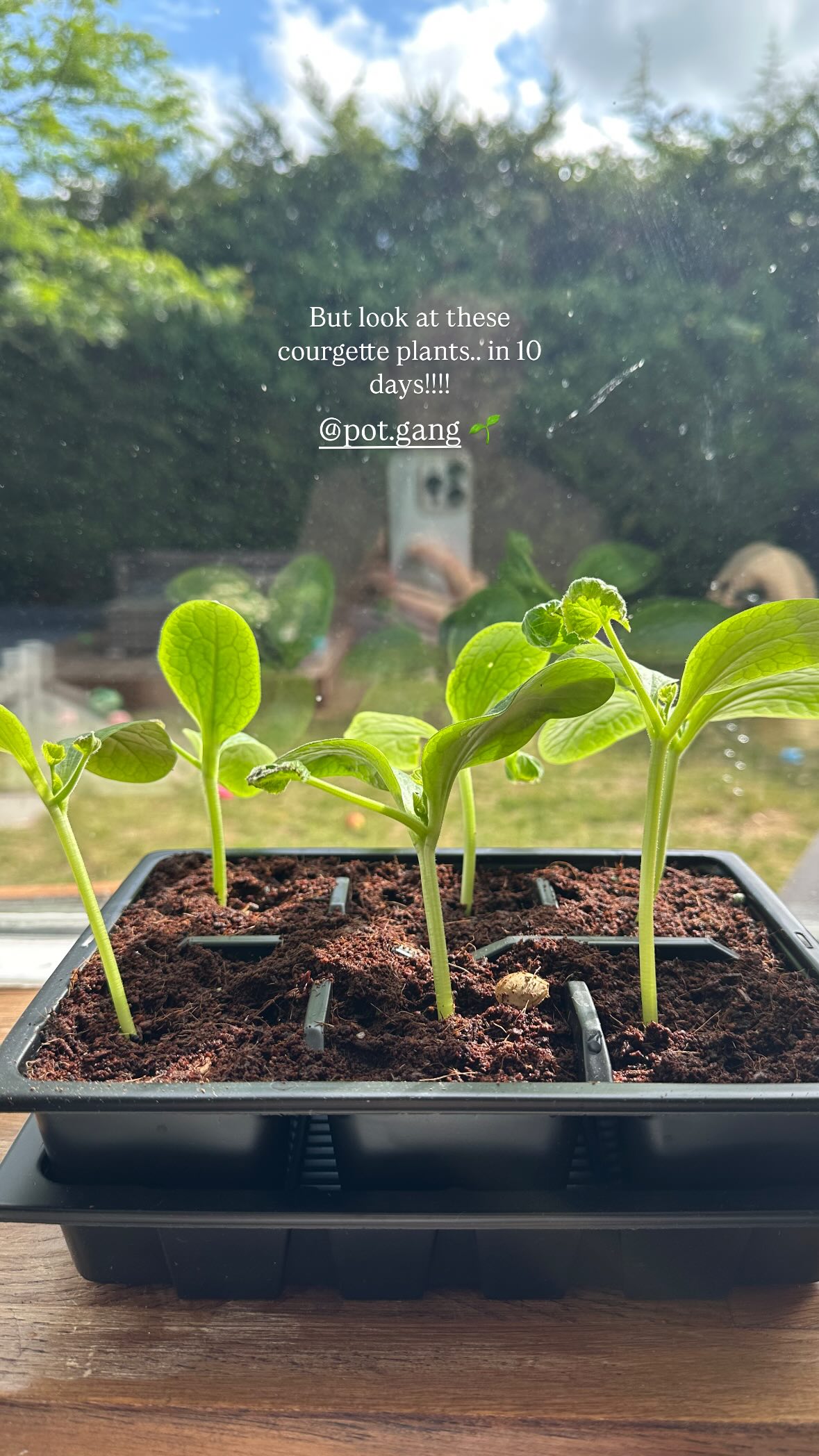 VEG + HERB GROWING KIT - image 5