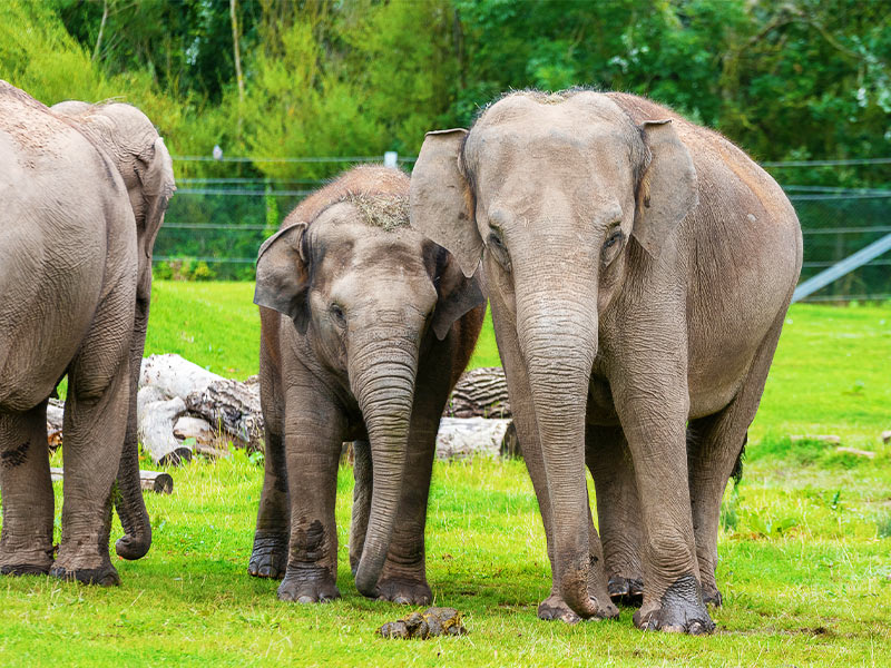 Wild about Blackpool Zoo, Roars and Animals - image 2