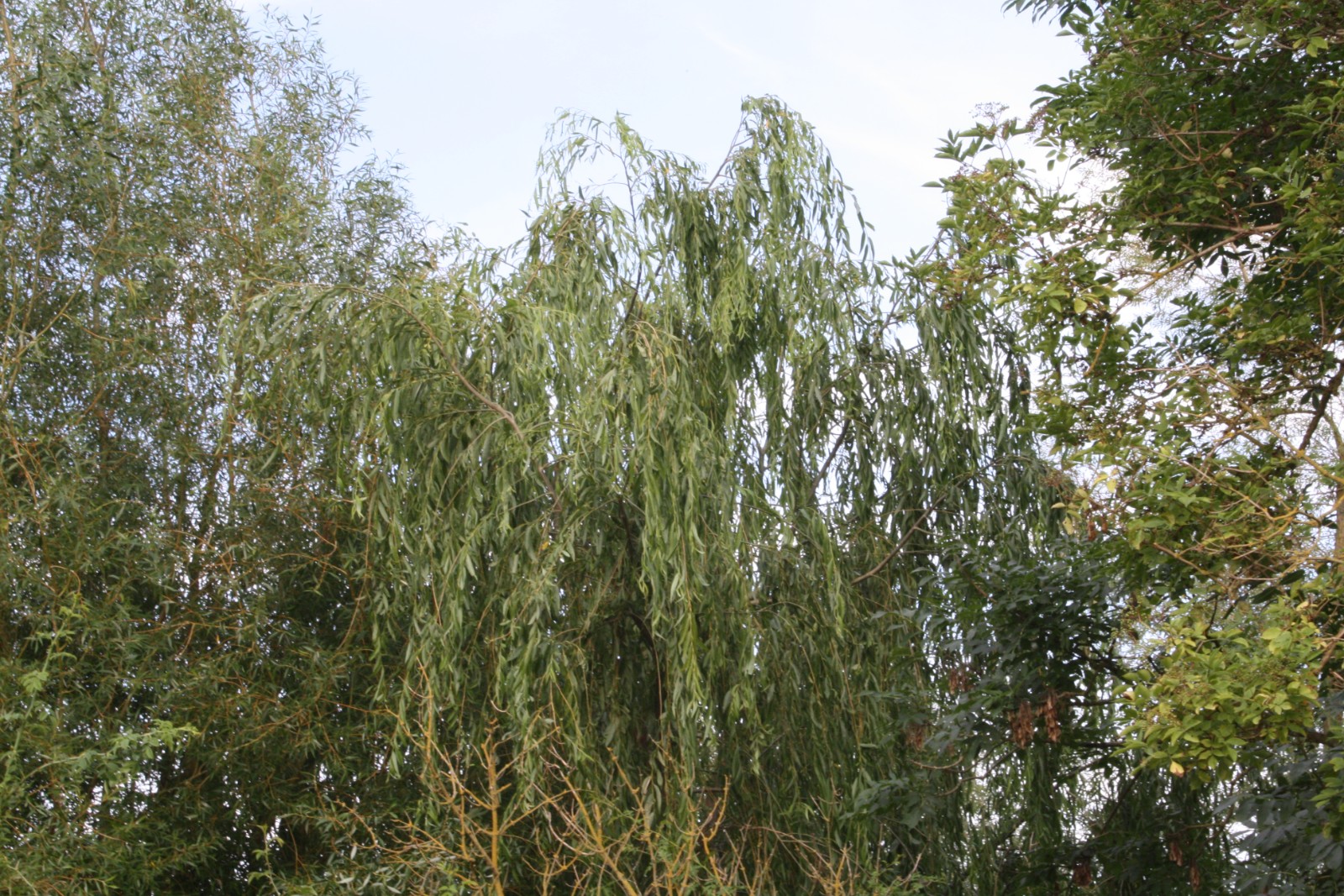 Wonderful Winter Willow Workout! - image 2