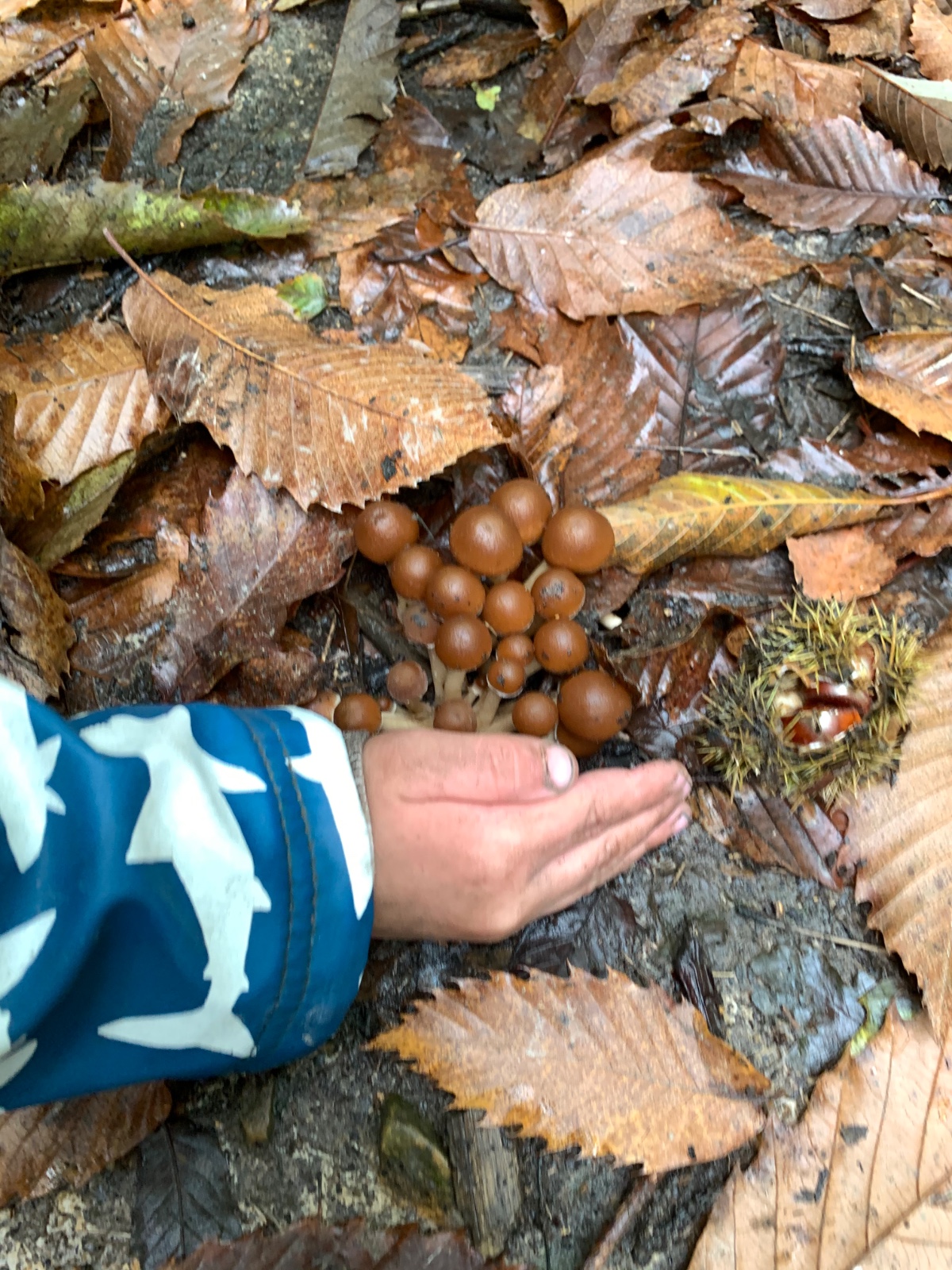 Fungi, Fire and Family Fun! - image 9