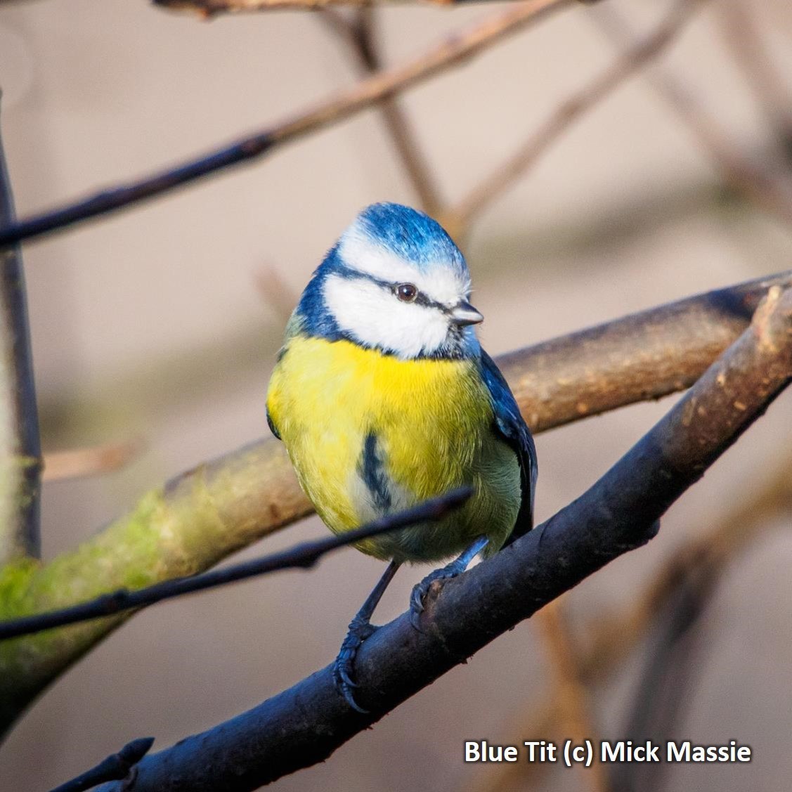 Wilder Well-being - image 6